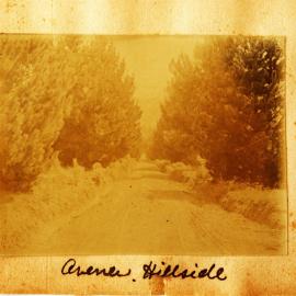 Avenue to Hillside House at Katikati