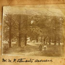 Avenue leading to Michael and Frances Stewart's home in Waitekohe