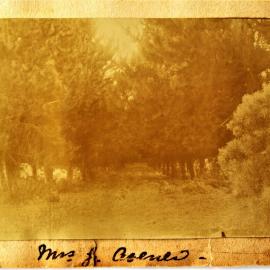 Avenue to Maria Goodridge's home at Katikati
