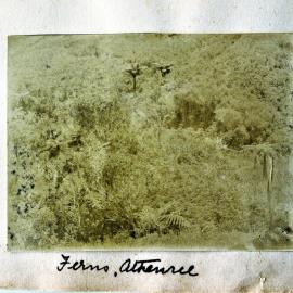 A bush scene at Athenree