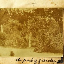 A dog in the garden at Ferndale