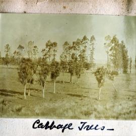 Cabbage trees at Katikati