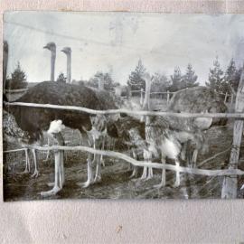 Reverend Katterns' ostriches on his farm