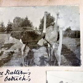 a pair of Reverend Katterns' ostriches