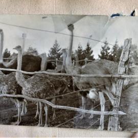 Reverend Katterns' ostriches