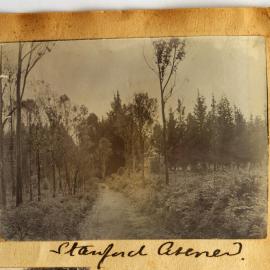 Avenue to Stanford House in Katikati.