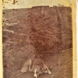 Tim, the Stewart family dog.