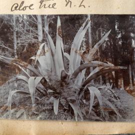 Large aloe plant at Katikati.