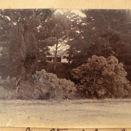 Mt. Stewart through the trees