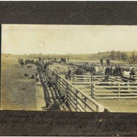Te Puke saleyards c1910