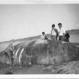 A whale carcass on Papamoa Beach