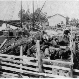 Shipping pigs at Canaan Landing, Kaituna River