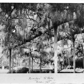 Tommy Palmer's wisteria