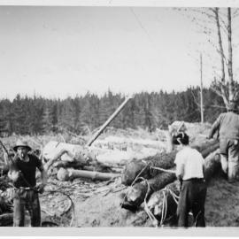 In the bush on Matakana Island