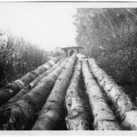 A log train on Matakana Island