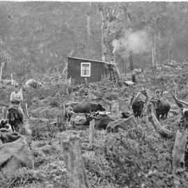 Tom Hamilton and his bullocks