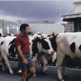 Bullock power during the Centennial Parade