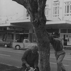 Removing plane trees, Te Puke
