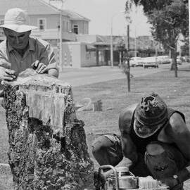 Removing plane trees, Te Puke