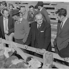The first sale at Rangiuru sale yards