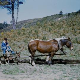 George Bent horse ploughing at Belk Rd