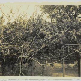From citrus to kiwifruit
