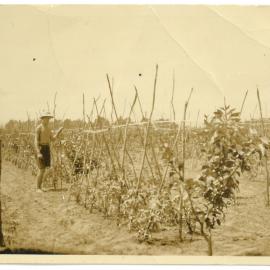 From citrus to kiwifruit