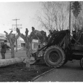 Plane trees being removed in Te Puke