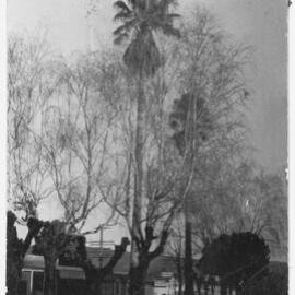 Plane trees and palms in Te Puke