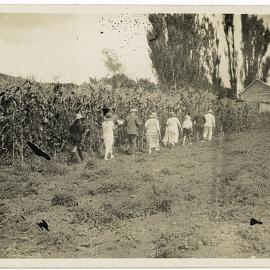 Maize growing at Mt Stewart, Katikati