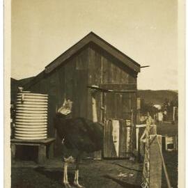 Ostrich outside a shed