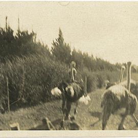 Ostriches in a paddock