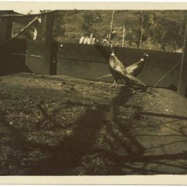 Golden pheasants at ostrich farm