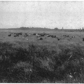 Cattle in Te Puke