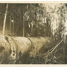 Kauri logging in the Kaimais