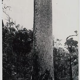 Felling a kauri at Katikati