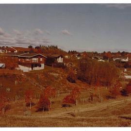 Early plantings in Noel Bowyer Park, Te Puke