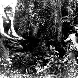 Rimu tree felling with crosscut saw