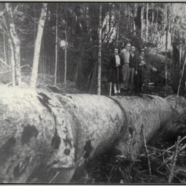 Huge Kauri Trunk