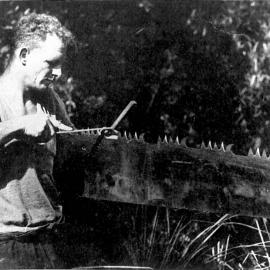Kauri felling tools 