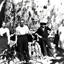 Kauri ready to fell at Woodlands Road, Katikati