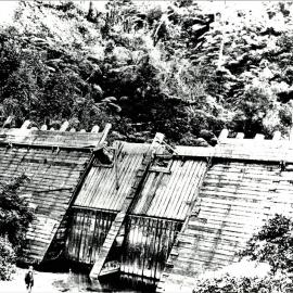 Kauri log dam