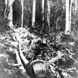 Kauri milling - log chute