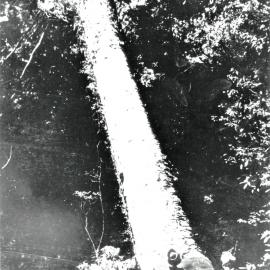Felled Kauri at Katikati