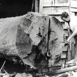 Last kauri log to go through Baker's sawmill