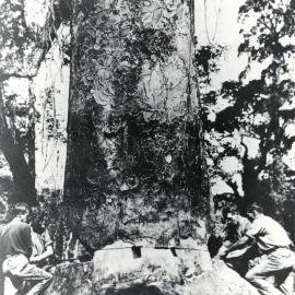 Kauri tree felling with a cross saw, Katikati