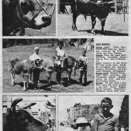 Katikati A & P Show 1966