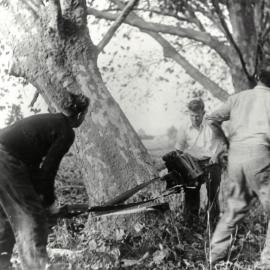 Removing plane trees. Katikati District High School 1950