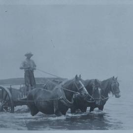 Transporting the cream from Matakana Island 