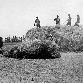 Omokoroa Haymaking c1930